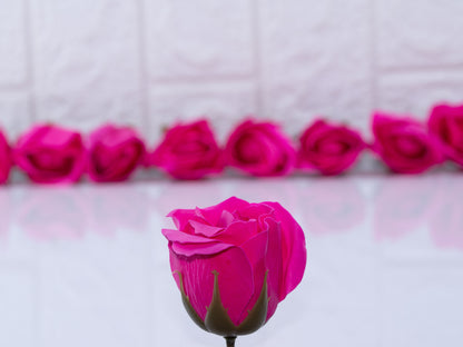 Scented rose deep pink
