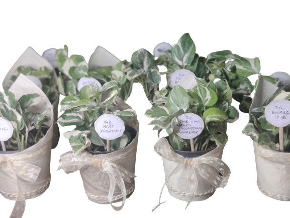 Pothos plant gift (pack of 10)