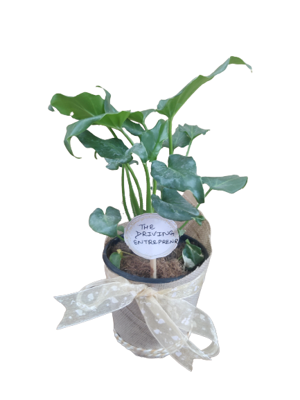 Xanadu plant gift (pack of 10)