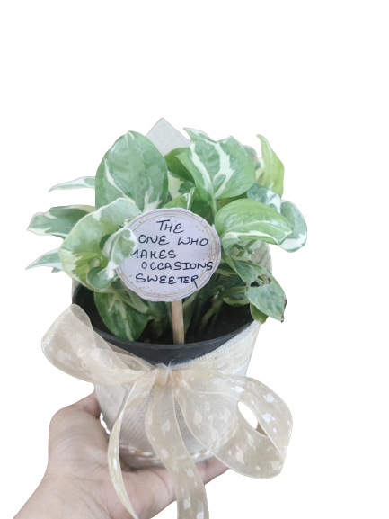 Pothos plant gift (pack of 10)